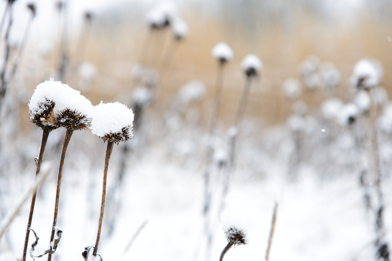 Familj cyklar i skogen