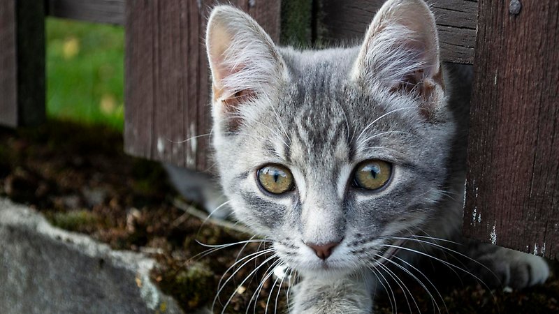 katt